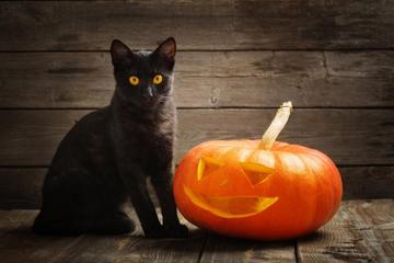 Notte di Halloween, pericolo per i gatti neri: l'associazione  