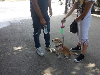 Villa di Trani, una vita da cani: feci su viali e aiuole. Adesso servirà un vigile all'ingresso, ma l'ordinanza sarà modificata