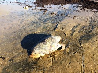 AGGIORNATO. Due caretta caretta «spiaggiate» a Trani: oggi la Polizia locale le ha fatte rimuovere e smaltire