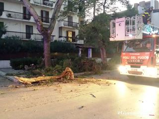 Trani, cade grosso ramo di pino in via Malcangi: nessun danno persone e cose, solo disagi alla circolazione