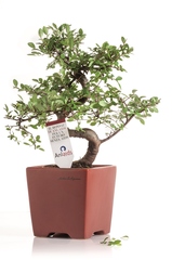 Un bonsai contro l'Aids, all'ufficio Iat di Trani domani e domenica un'iniziativa per raccogliere fondi
