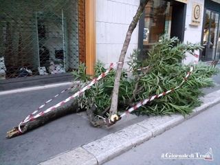 AGGIORNATO. Trani, alberi abbattuti dal vento in via Cavour e via Bari. Numerosi gli oggetti volati dai balconi