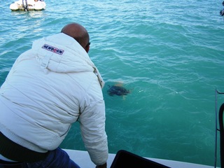 Sei tartarughe nuovamente libere: alla Lega navale di Trani i bambini le hanno riconsegnate al mare