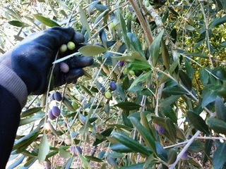 Scambia i carabinieri in borghese per corteggiatori della moglie, che gli faceva da palo: la gelosia tradisce un ladro d'olive di Trani