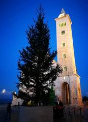 AGGIORNATO. Natale di Trani, i primi tre alberi sono dei privati: Fondazione Seca, Sider.Tra e Pizzolante