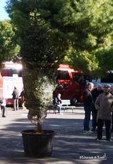 Natale di Trani, spunta anche un albero donato da Stp: è in piazza Gradenigo. Per tutti gli eventi, si va verso una spesa complessiva di 60mila euro