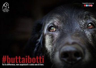 Botti di capodanno, appello della Lega del cane per la tutela degli animali. Cosa può accadere e come comportarsi