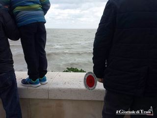Trani, delfino si spiaggia due volte: la prima lo salva un pescatore, la seconda è fatale