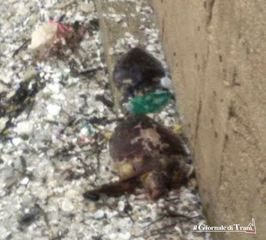 Maltempo a Trani, due tartarughe si spiaggiano insieme sul lungomare Colombo. Una terza era stata rinvenuta alcuni giorni fa, a breve distanza