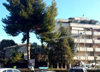 Manutenzione del verde a Trani, nuova potatura di pino in corso De Gasperi. Il precedente era stato completamente «spogliato»