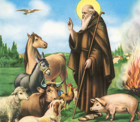 Sant'Antonio Abate, stasera la benedizione degli animali allo Spirito Santo di Trani