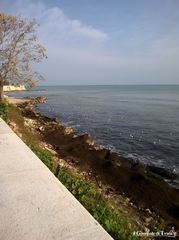 Trani, montagne di “cacao” sul litorale: lungomare Chiarelli invaso dalla Posidonia oceanica