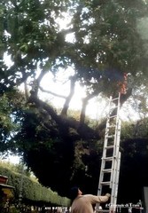 Nella piazza centrale di Trani piovono topi: solo oggi se ne sfrondano gli alberi
