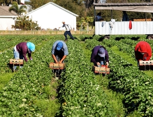 «O ti sottopago, o lavori in nero». Trani, ecco come funzionava il caporalato con il «sistema a giornate»