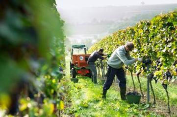 Caporalato moderno, Confagricoltura plaude all'operazione della Procura di Trani ma è perplessa sulle nuove norme