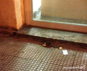 Topi nella piazza centrale di Trani, ci risiamo: questa volta, a breve distanza dai bagni