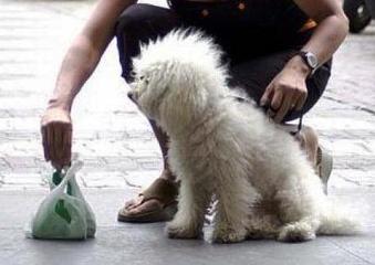 Deiezioni canine a Trani, il comitato di Pozzopiano si autotassa e distribuisce locandine: «Raccoglierle è segno di civiltà, educazione e rispetto»