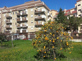 Dalla marcia all'ulivo: stamani, alla Beltrani, se ne pianta uno in segno di pace e legalità