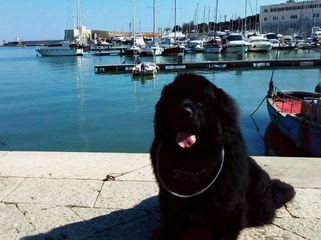 Oltre centocinquanta persone a Trani, oggi, per il 17mo raduno nazionale dei Terranova. Sfileranno anche in villa