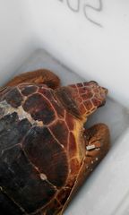 Lega navale di Trani, salvata una tartaruga vicino Colonna