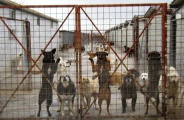 Mancati pagamenti al canile di Trani, anche il Movimento 5 stelle sollecita l’amministrazione