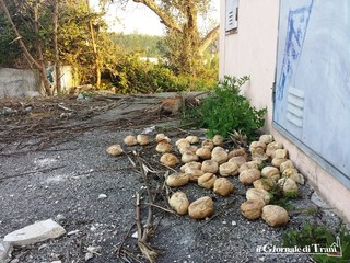 Trani, l'ex Istituto psicopedagogico ed il colpo di grazia: lo svincolo d'ingresso trasformato in discarica a cielo aperto