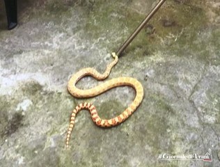 Trani, in un cortile di un palazzo del centro trovato serpente. Richiesto l'intervento dei Vigili del fuoco