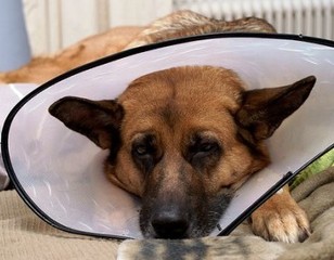 Sterilizzazione cani, il Comune di Trani liquida quasi 3mila euro