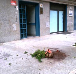 Trani, grosso vaso piomba in strada: ragazzo sfiorato, e spaventato, chiama le forze dell'ordine