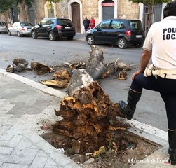 Trani, grosso tronco piomba al suolo in via Mario Pagano: solo tanto spavento