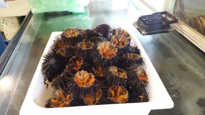 Ricci prelevati e venduti nonostante il fermo biologico: sequestri e multa di 9mila euro a carico di un pescivendolo di Trani