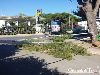 Vento forte a Trani, chiusa via Bassi dopo il taglio di un ramo di pino