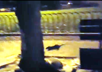 VIDEO. Dall'albero alla panchina, e ritorno: acrobazie di un topo nella piazza centrale di Trani. Un cittadino prima lo evita, poi lo filma