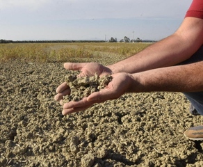 Siccità, in Puglia 143 milioni di euro di danno. A dirlo, è la Coldiretti