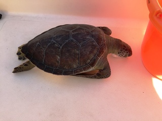 Recuperata invano tartaruga all'uscita del porto di Trani: era già morta