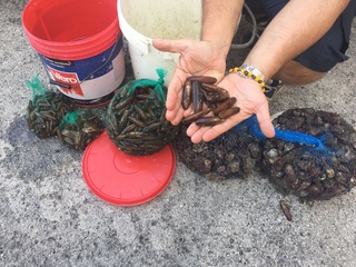 Pescava datteri, denunciato a Trani un sub. Nell'auto, ne aveva sei chili