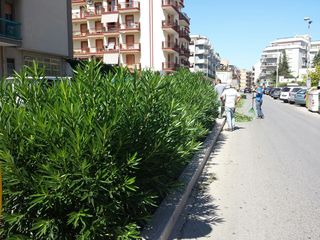 Trani, potate le siepi spartitraffico in piazza Martiri di via Fani