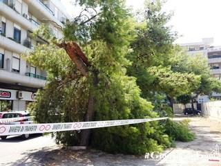 Trani, via Bari ad orologeria: si spezza pino un anno dopo il precedente, nessuna conseguenza