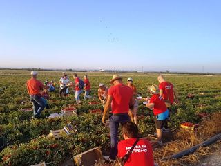 Nella Barletta-Andria-Trani fino a domani le “Brigate del lavoro” nelle campagne per informare i braccianti