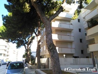 Via Malcangi, entro dieci giorni un altro pino sarà tagliato. Il Comune di Trani ordina la potatura di altri cinque alberi di fronte al sacro Cuore