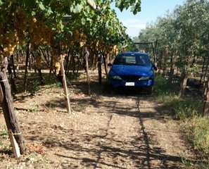 Furto di uva sventato dal Consorzio guardie rurali di Trani