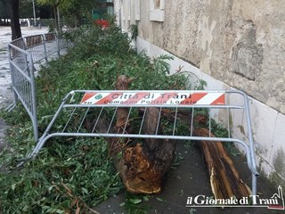 Allerta meteo a Trani, il forte vento spezza un albero in piazza  Plebiscito