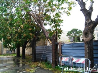 Maltempo a Trani, si spezza un ramo di un albero nell'atrio del liceo classico