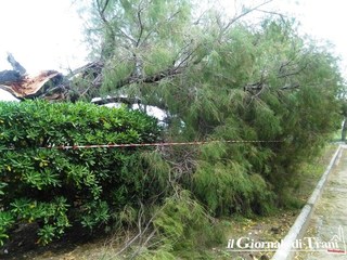 Maltempo a Trani, albero spezzato anche in villa comunle
