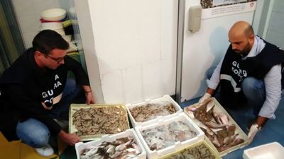 Controlli nella Barletta-Andria-Trani: trovati 500 chili di prodotto ittico non tracciabile. Multe per un totale di 14mila euro