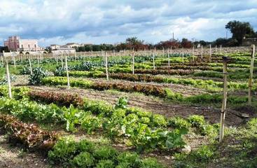 «Coltivare il proprio orticello»? Da oggi, a Trani non è solo un modo di dire. Con il progetto “Ortoriri”, ognuno può procurarsi prodotti freschi e di stagione