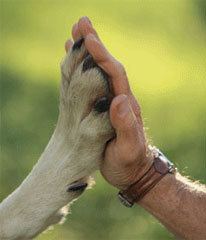 Adozione di cani randagi di proprietà del Comune di Trani, parte la campagna di sensibilizzazione 