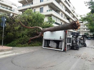Trani, forte vento e debole manutenzione: albero si spezza su autocarro in transito in via Bari. Illeso il conducente