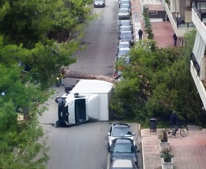 Cadute di alberi, il Comune di Trani ci stava pensando. Intanto, però, ce n'è un altro fortemente a rischio