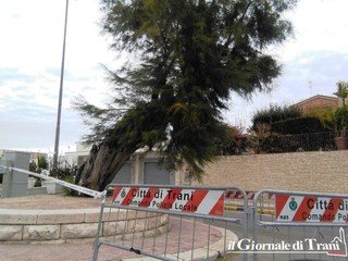 Manutenzione del verde a Trani, a Colonna un intero recinto di transenne intorno all'albero che pende sulla strada